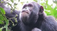 Chimpanzee Tracking Uganda