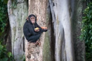 Uganda Chimpanzee