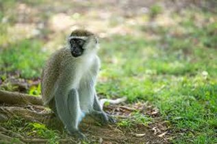 Entebbe Botanical Gardens Flora and Fauna