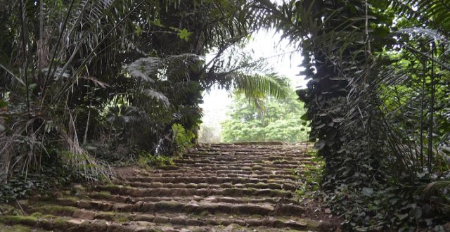 Entebbe Botanical Gardens Guide