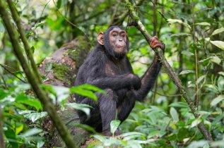 Kibale National Park