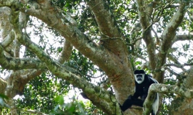 Bugoma Central Forest Reserve Guide