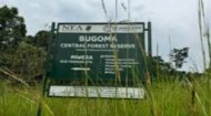 Bugoma Forest Reserve