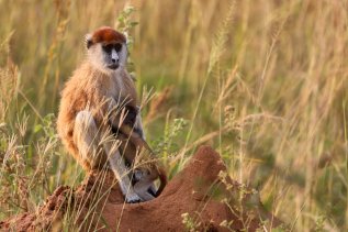 Murchison Falls Wildlife