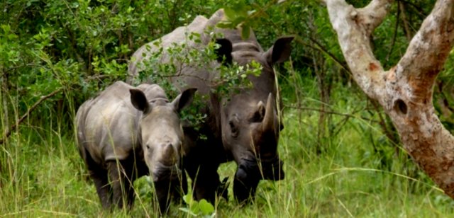 Ziwa Rhino and Wildlife Ranch