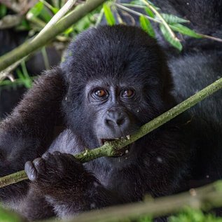 Bwindi National Park Gorillas