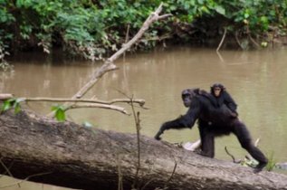 Chimpanzee Tracking Uganda