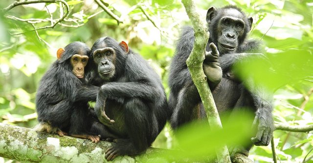 Chimpanzees in Uganda