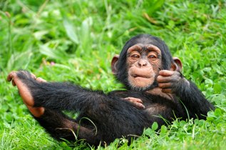 Eastern Chimpanzee