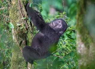 Gorilla Trekking Bwindi National Park