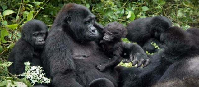 Gorilla Trekking in Uganda