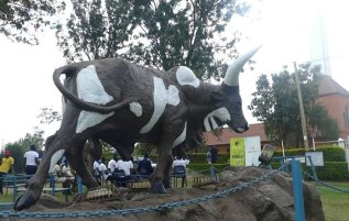 Mbarara Ankole Cattle