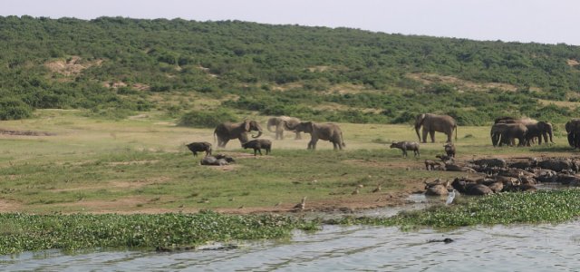 Queen Elizabeth National Park Guide